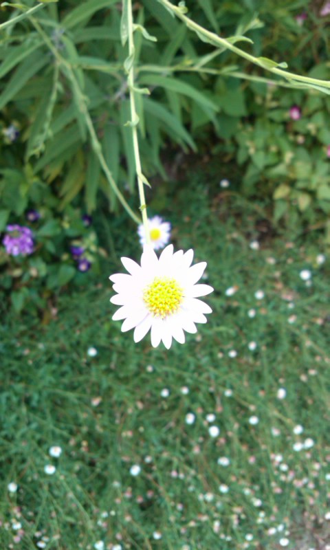 モネの庭白い花.jpg