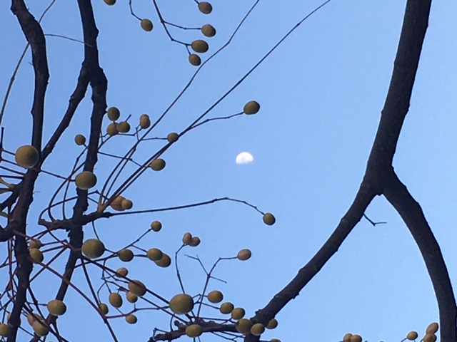 実のなる木と月.JPG