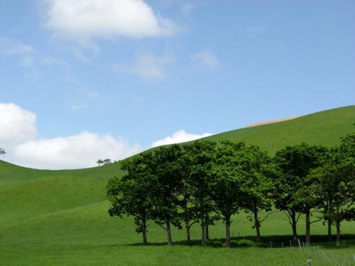 緑の丘.jpg