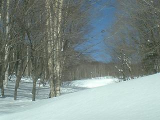 雪と林.jpg