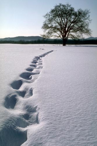 雪原の足跡.jpg